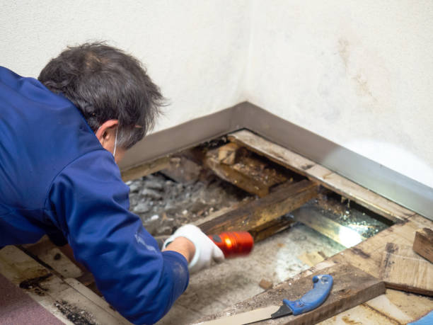 Best Attic Mold Removal  in Somers Point, NJ