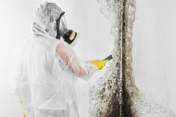 Best Home Mold Removal  in Somers Point, NJ