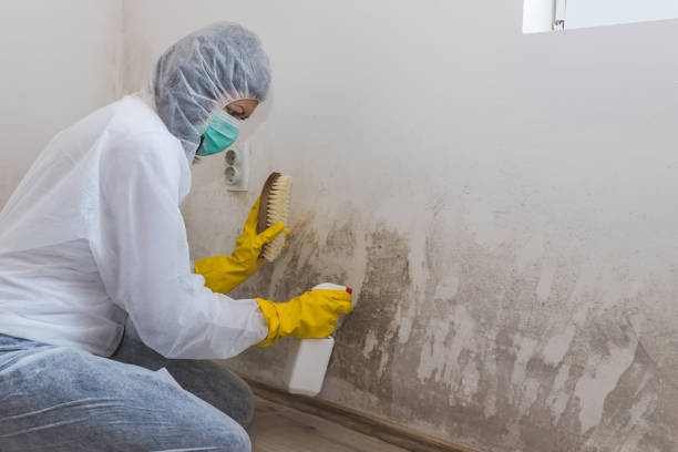 Best Mold Removal and Inspection  in Somers Point, NJ