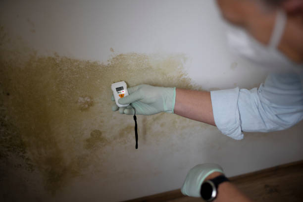 Best Best Mold Removal Companies  in Somers Point, NJ