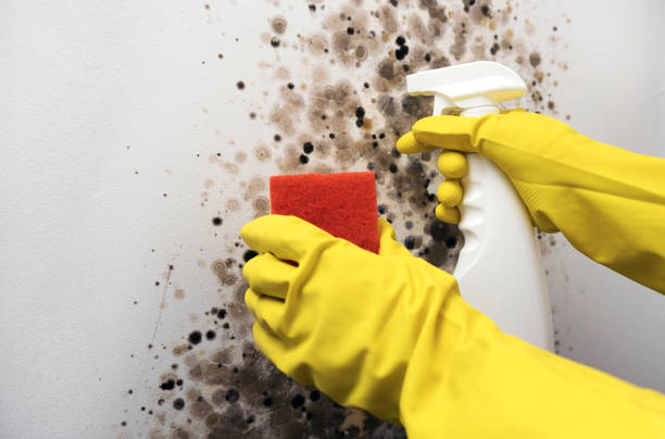 Best Professional Mold Removal  in Somers Point, NJ