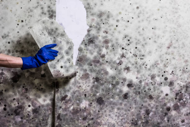Attic Mold Removal in Somers Point, NJ