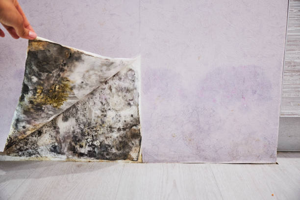 Best Same-Day Mold Removal  in Somers Point, NJ